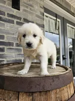 Dora, a female English Cream Golden Retriever for sale in Grabill, IN – Photo 6 of 7