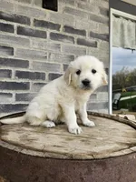 Dora, a female English Cream Golden Retriever for sale in Grabill, IN – Photo 2 of 2