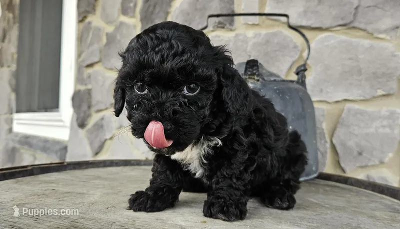 Sally  – Poodle - Toy  puppy for sale in Grabill, IN