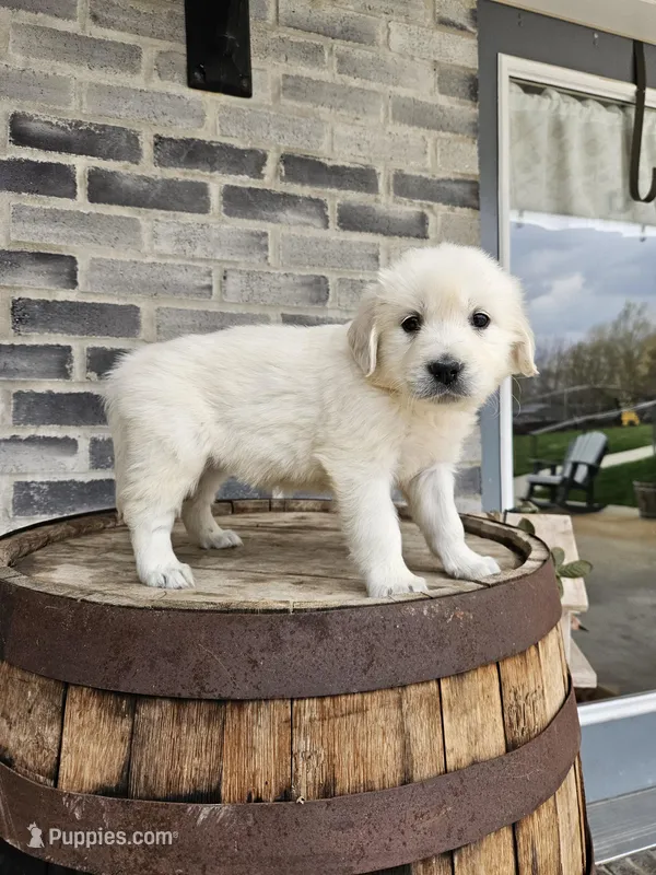 Dora – English Cream Golden Retriever puppy for sale in Grabill, IN