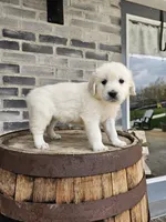 Dora, a female English Cream Golden Retriever for sale in Grabill, IN – Photo 1 of 7