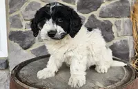 Henry, a male Miniature Goldendoodle for sale in Grabill, IN – Photo 8 of 9