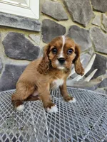 lateasha, a female Cavalier King Charles Spaniel for sale in Grabill, IN – 2 of 10