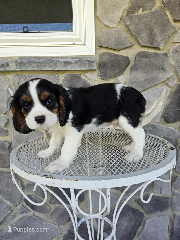 Sammy – Cavalier King Charles Spaniel puppy for sale in Grabill, IN