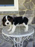 Sammy, a male Cavalier King Charles Spaniel for sale in Grabill, IN – 1 of 10