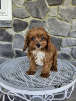 Clifford, a male Cavapoo for sale in Grabill, IN – 5 of 10