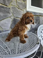 Clifford, a male Cavapoo for sale in Grabill, IN – 3 of 10