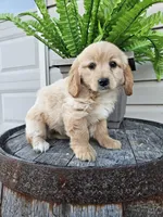 bill, a male Miniature Goldendoodle for sale in Grabill, IN – 2 of 9