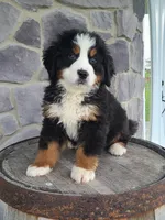 Jason, a male Bernese Mountain Dog for sale in Grabill, IN – Photo 3 of 10