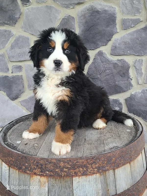 Jason, a male Bernese Mountain Dog for sale in Grabill, IN – Photo 1 of 10