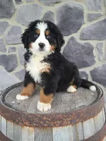 Jason, a male Bernese Mountain Dog for sale in Grabill, IN – Photo 1 of 10