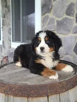Jason, a male Bernese Mountain Dog for sale in Grabill, IN – Photo 5 of 10