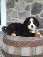 Jason, a male Bernese Mountain Dog for sale in Grabill, IN – Photo 7 of 10
