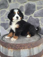 Jason, a male Bernese Mountain Dog for sale in Grabill, IN – Photo 4 of 10
