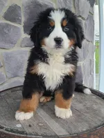 Jason, a male Bernese Mountain Dog for sale in Grabill, IN – Photo 2 of 10