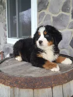 Jason, a male Bernese Mountain Dog for sale in Grabill, IN – Photo 6 of 10