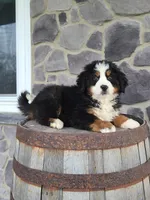 Jason, a male Bernese Mountain Dog for sale in Grabill, IN – Photo 8 of 10