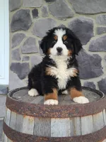 Jason, a male Bernese Mountain Dog for sale in Grabill, IN – Photo 10 of 10