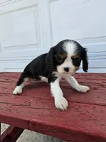 Sarah , a female Cavalier King Charles Spaniel for sale in Grabill, IN – Photo 4 of 8