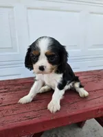 Sarah , a female Cavalier King Charles Spaniel for sale in Grabill, IN – Photo 3 of 8