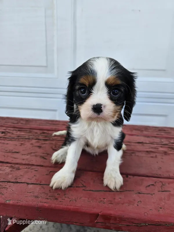Sarah  – Cavalier King Charles Spaniel puppy for sale in Grabill, IN
