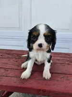 Sarah , a female Cavalier King Charles Spaniel for sale in Grabill, IN – Photo 1 of 8