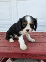 Sarah , a female Cavalier King Charles Spaniel for sale in Grabill, IN – Photo 2 of 8