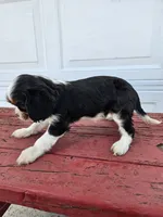 Sarah , a female Cavalier King Charles Spaniel for sale in Grabill, IN – Photo 6 of 8
