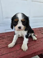 Sarah , a female Cavalier King Charles Spaniel for sale in Grabill, IN – Photo 7 of 8