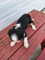 Sarah , a female Cavalier King Charles Spaniel for sale in Grabill, IN – Photo 5 of 8