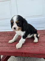 Sarah , a female Cavalier King Charles Spaniel for sale in Grabill, IN – Photo 8 of 8