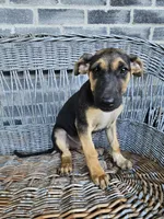 Kevin, a male German Shepherd Dog for sale in Grabill, IN – 6 of 10