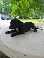 Shelly, a female American Bulldog for sale in Grabill, IN – Photo 3 of 6