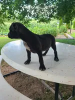 Shelly, a female American Bulldog for sale in Grabill, IN – Photo 6 of 6