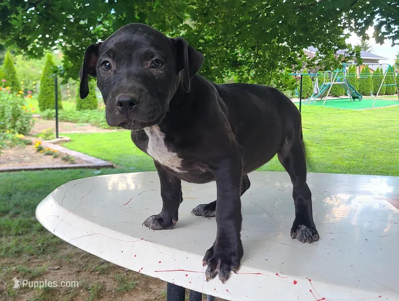 Shelly, a female American Bulldog for sale in Grabill, IN – Photo 1 of 6