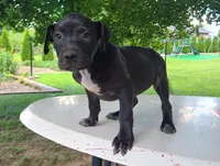 Shelly, a female American Bulldog for sale in Grabill, IN – Photo 1 of 6