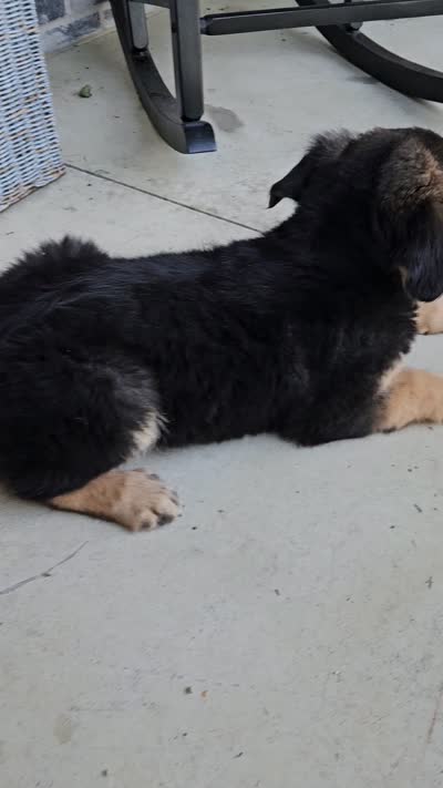 Rocky, a male German Shepherd Dog for sale in Grabill, IN – 9 of 9
