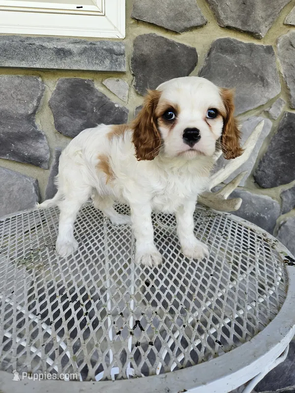 Belem – Cavalier King Charles Spaniel puppy for sale in Grabill, IN