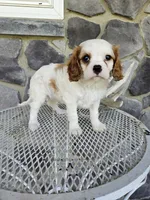 Belem, a male Cavalier King Charles Spaniel for sale in Grabill, IN – 1 of 9