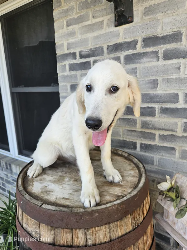 Kito – English Cream Golden Retriever puppy for sale in Grabill, IN