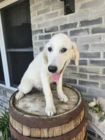 Kito, a male English Cream Golden Retriever for sale in Grabill, IN – 1 of 10