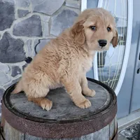 bill, a male Golden Retriever for sale in Grabill, IN – Photo 8 of 8
