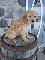 bill, a male Golden Retriever for sale in Grabill, IN – Photo 8 of 8