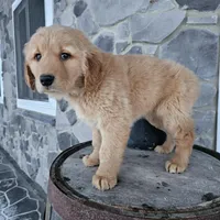 bill, a male Golden Retriever for sale in Grabill, IN – Photo 4 of 8
