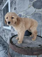 bill, a male Golden Retriever for sale in Grabill, IN – Photo 4 of 8