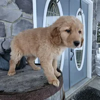 bill, a male Golden Retriever for sale in Grabill, IN – Photo 5 of 8