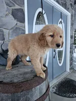 bill, a male Golden Retriever for sale in Grabill, IN – Photo 5 of 8