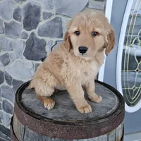bill, a male Golden Retriever for sale in Grabill, IN – Photo 2 of 8