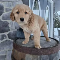 bill, a male Golden Retriever for sale in Grabill, IN – Photo 3 of 8