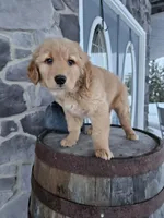 bill, a male Golden Retriever for sale in Grabill, IN – Photo 3 of 8
